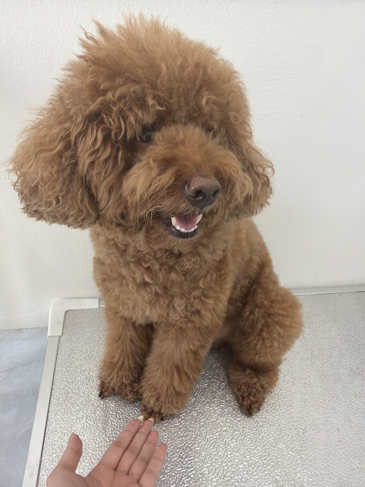 A fluffy apricot toy poodle sitting on the grooming table after a full groom