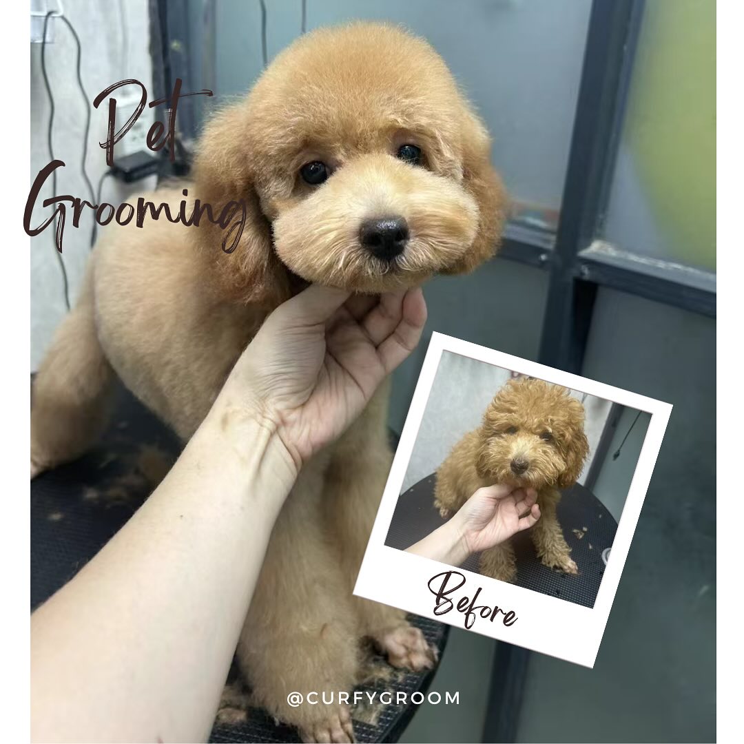 An apricot poodle before grooming, tousled coat, and the same dog after, neatly rounded