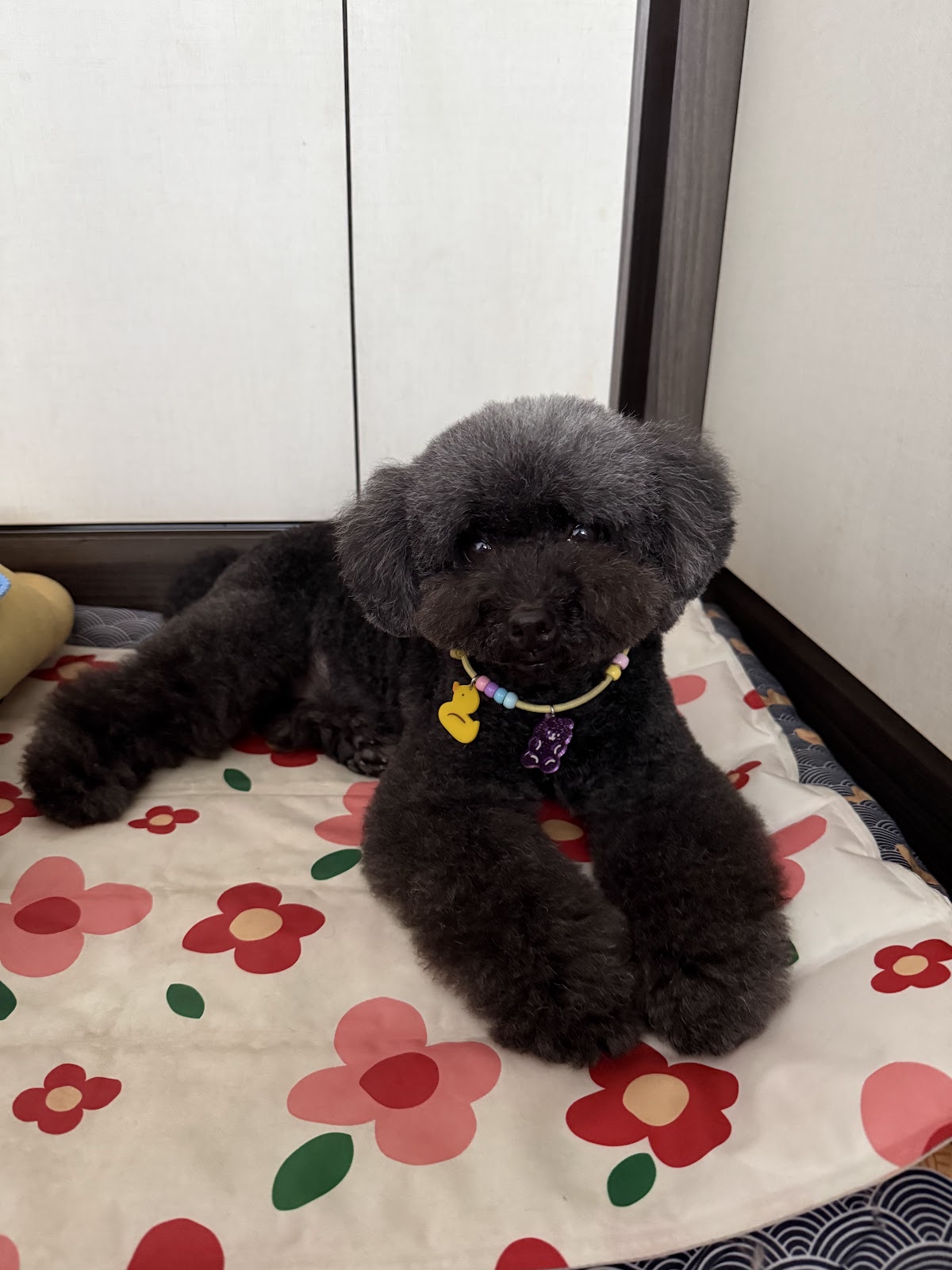 A dark poodle mix wearing a beaded collar with a yellow duck charm, resting on a floral cushion at home